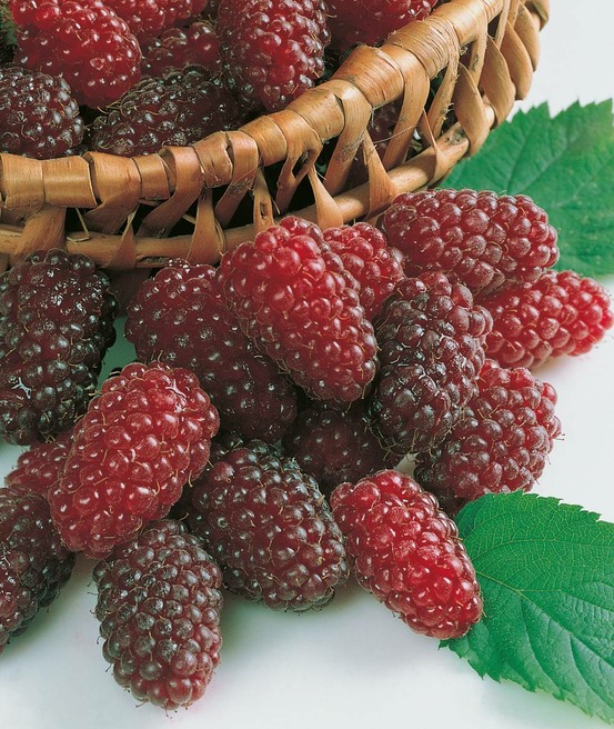 Framboisier Fall Gold jaune - 1 pied