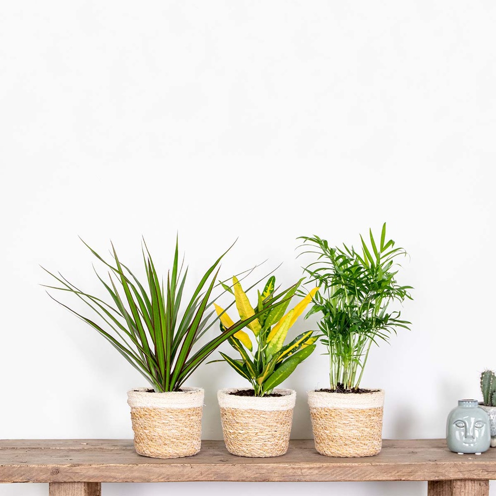 Lot de 3 - mélange tropical - dracaena, chamaedorea, codiaeum - dépolluantes - ⌀12 cm - 25-40 cm
