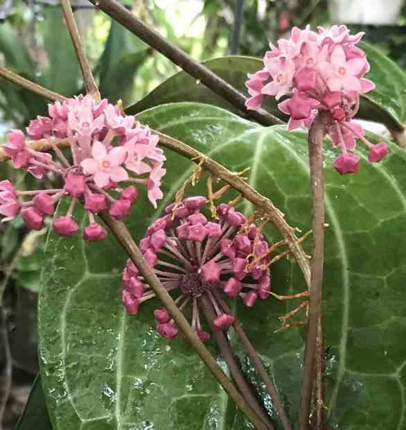 Hoya sp. Aff. Clandestina (fleur de porcelaine, fleur de cire)   rose - taille pot de 2 litres - 20/40 cm