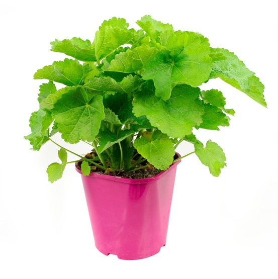 Rose tremiere simple pot 2 l
