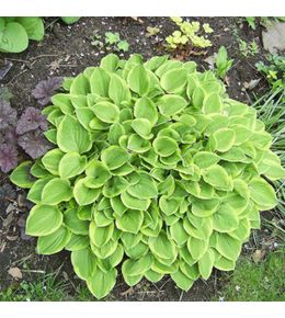 Hosta 'golden tiara' godet de 8/9 cm