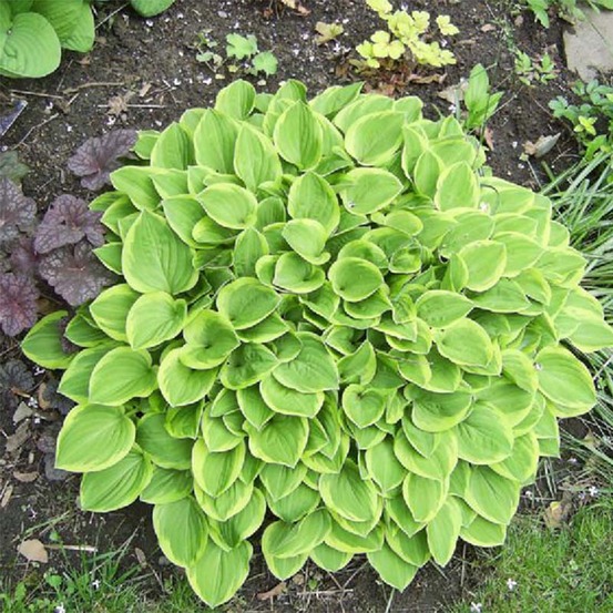 Hosta 'golden tiara' godet de 8/9 cm