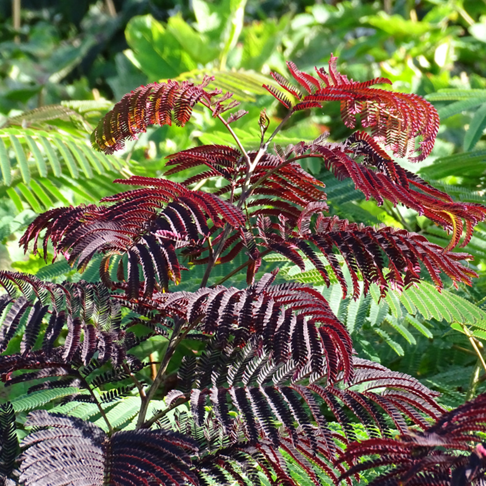 Arbre de soie 'summer chocolate' pot de 3l/4l