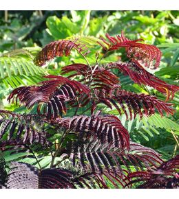 Arbre de soie 'summer chocolate' pot de 3l/4l