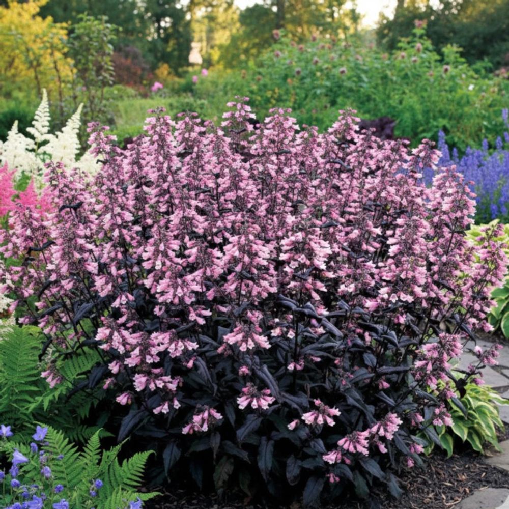Penstemon dakota burgundy® lot de 5 godets