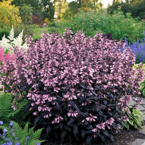 Penstemon dakota burgundy® lot de 5 godets