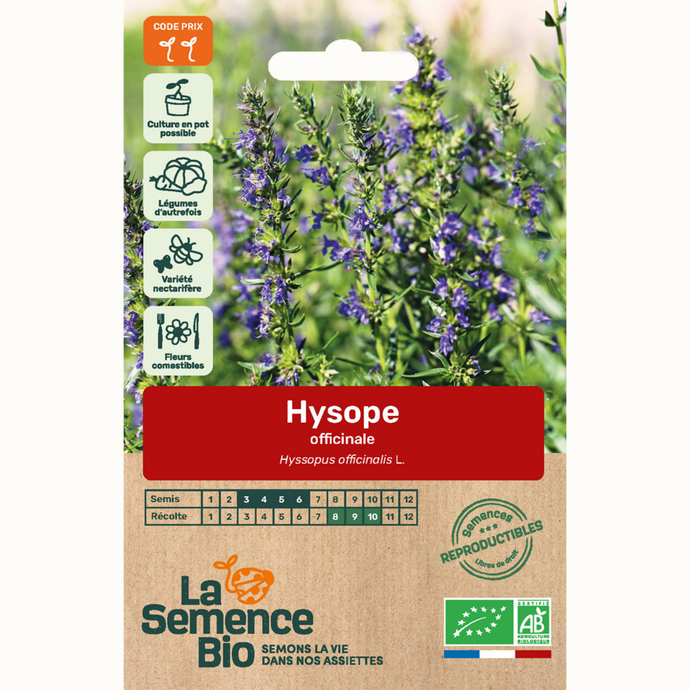 Hysope officinale - graines bio