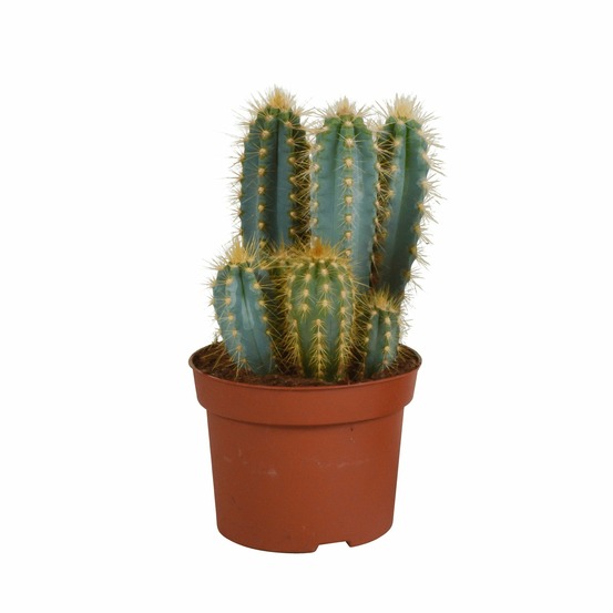 Pilosocereus azureus - cactus d'intérieur
