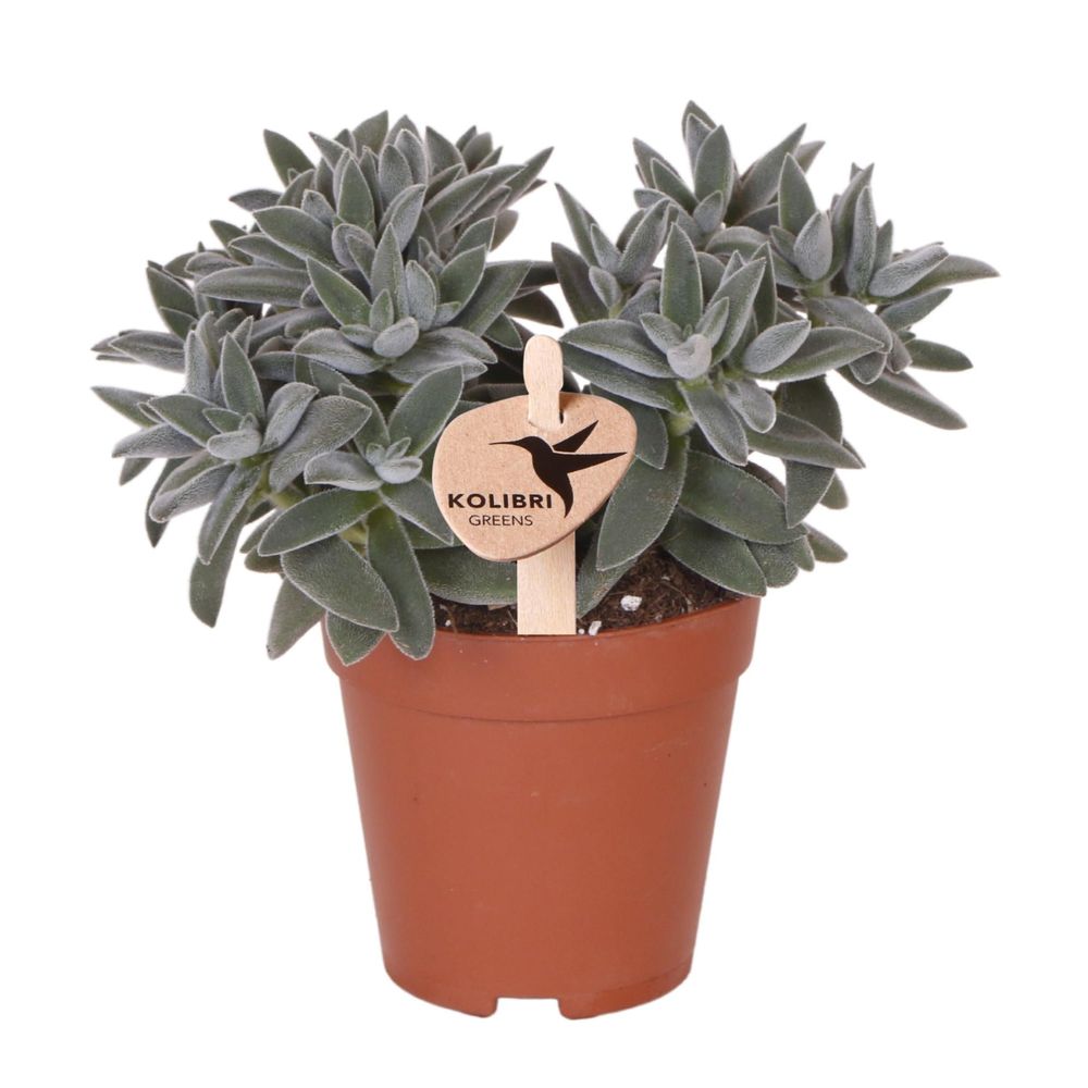 Crassula tarantula - plante grasse - pot ø9 cm