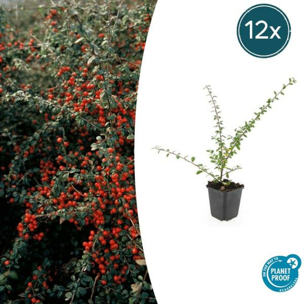Cotonéaster de dammer 'coral beauty' x12 – entre 0,75 et 1m2