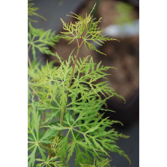 Erable 'dissectum emerald lace' - en pot de 4 litres