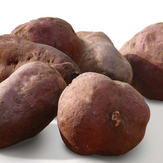 Plant de patate douce beauregard godet