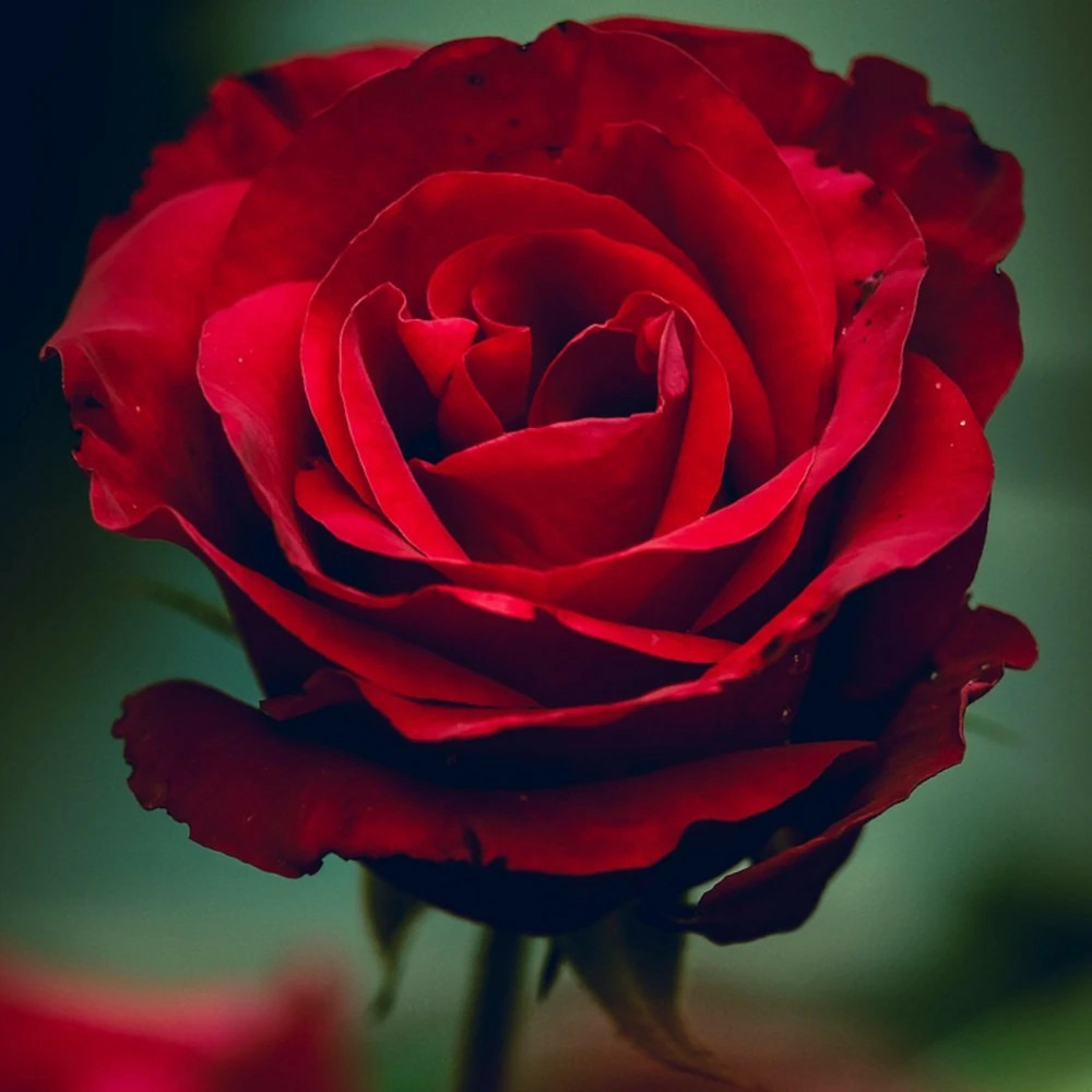 Rosier arbustif république de montmartre® 'delparfrou' pot de 5l - touffe