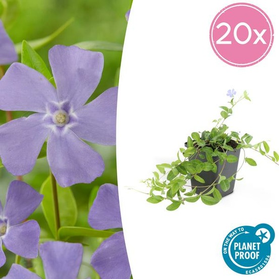 Petite pervenche (vinca minor) x20 – entre 1,25 et 1,67m2