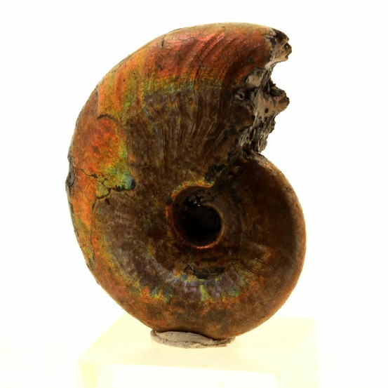 Ammonite fossile beudanticeras nacrée 65.0 carats