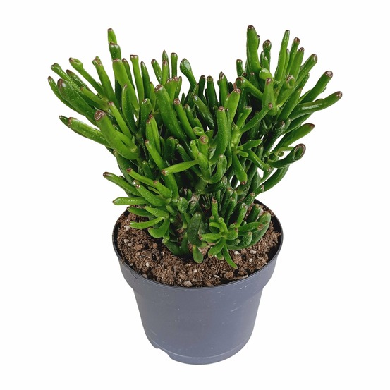 Crassula gollum - plante succulente tubulaire