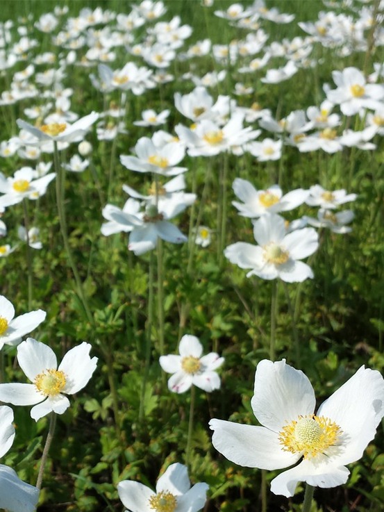 Anémone des bois godet de 8/9 cm