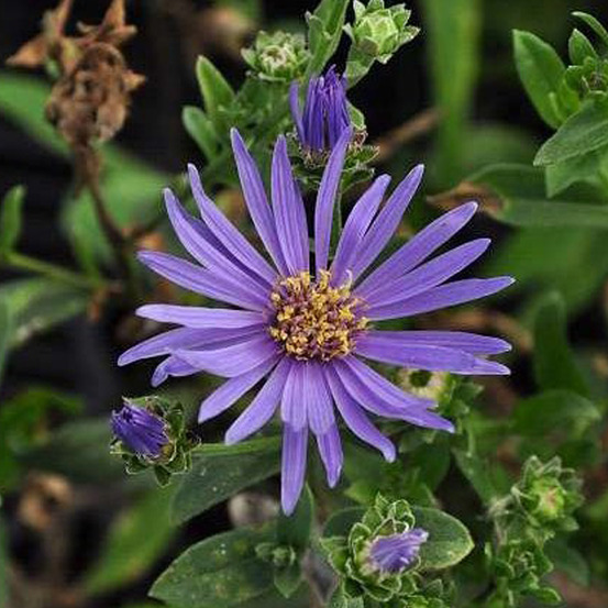 6 x œil de christ 'rudolf goethe' - aster amellus 'rudolf goethe' - godet 9cm x 9cm