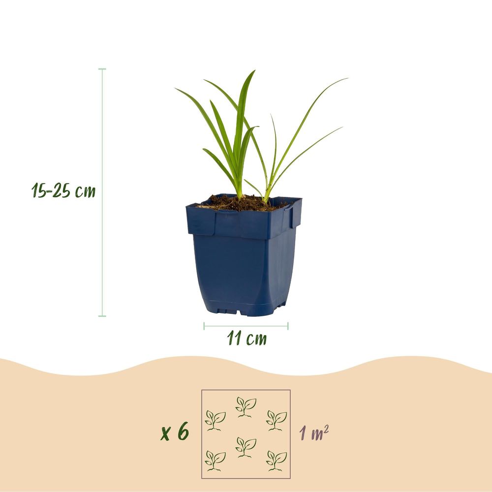 Agapanthe 'albus' - pot 11 cm - hauteur 25 cm - plante d'extérieur