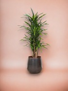 Plante d'intérieur - dracaena riki 140cm
