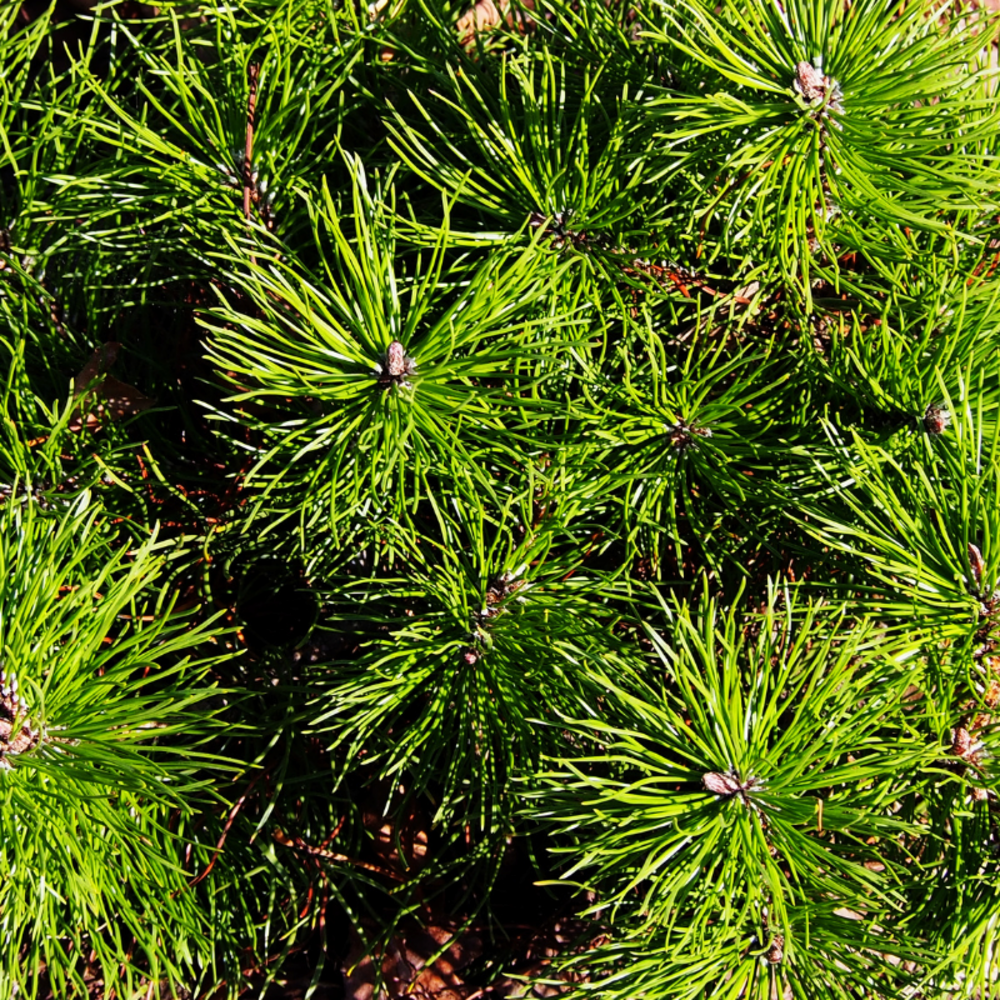 Pin mugo pumilio - pinus mugo pumilio 15/25cm pot 2,5l