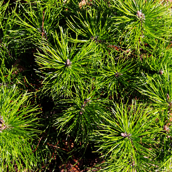 Pin mugo pumilio - pinus mugo pumilio 15/25cm pot 2,5l