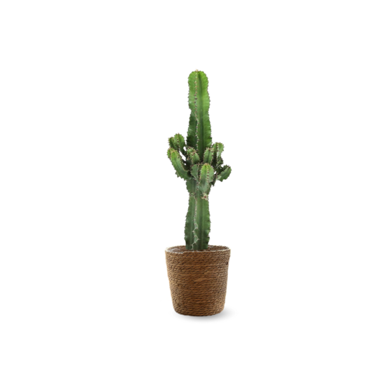 Euphorbia eritrea avec panier en jonc de mer - cowboy cactus - ↕ 60-70 cm - ⌀ 19 cm - cactus et plantes grasses