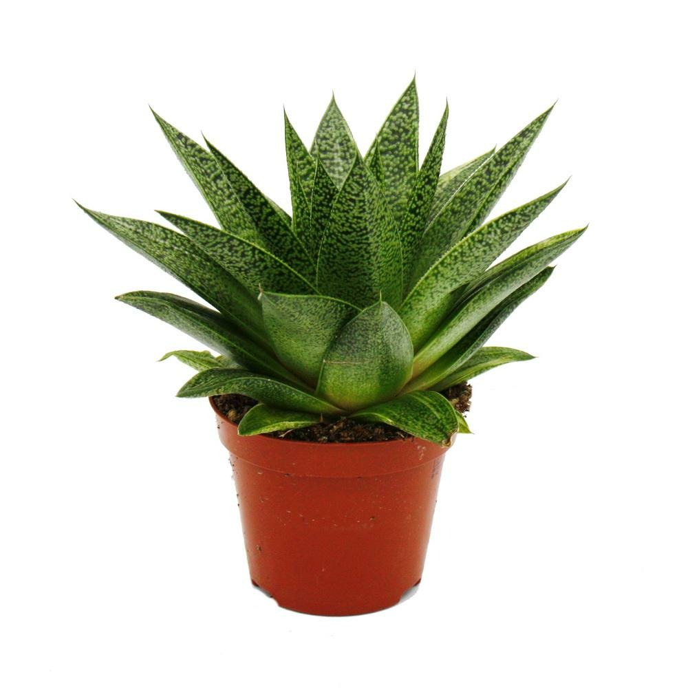 Succulente - gasteria d tiga - gasterie - pot 8.5cm