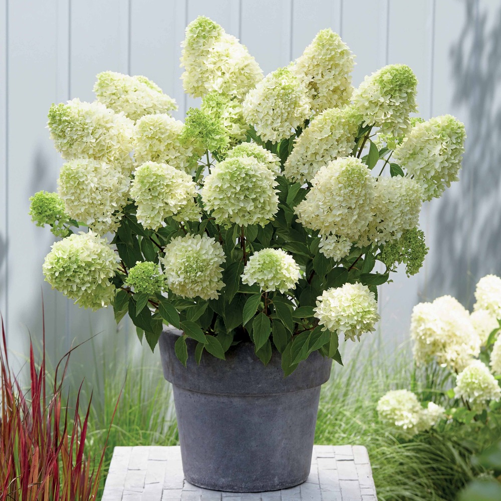 Hortensia paniculé skyfall - le pot / 1.2l / hauteur livrée 20-25cm, vendu par lot de 2