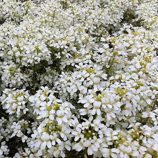 Arabette 'neuschnee' godet de 8/9 cm