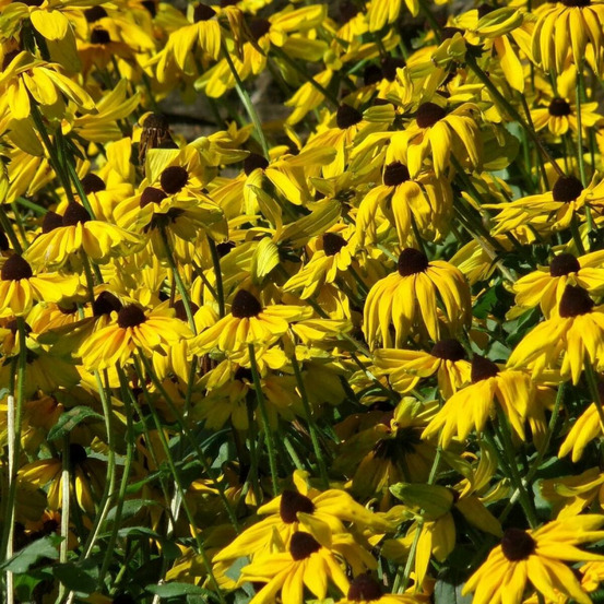 Rudbeckia lumineuse godet - 5/20 cm
