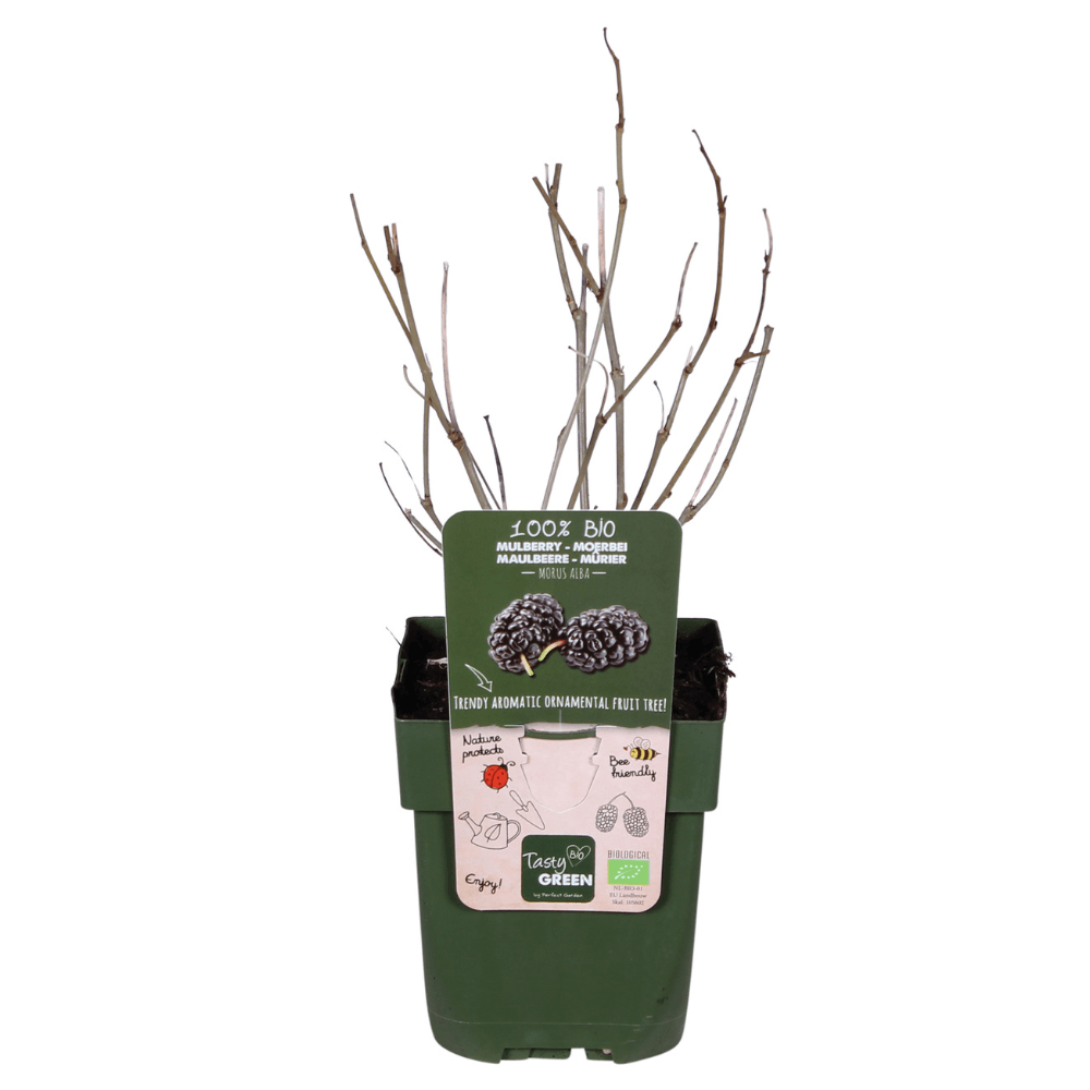 Mûrier noir - morus nigra - h 45 cm, pot ø13 cm - plante d'extérieur