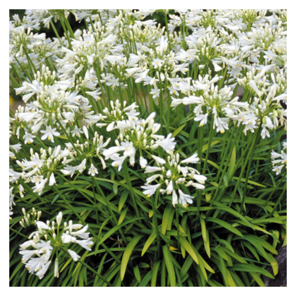 Agapanthe getty white godet - 5/20 cm