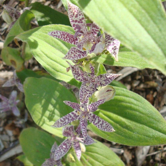 Lis orchidée miyazaki, tricyrtis lot de 5 godets