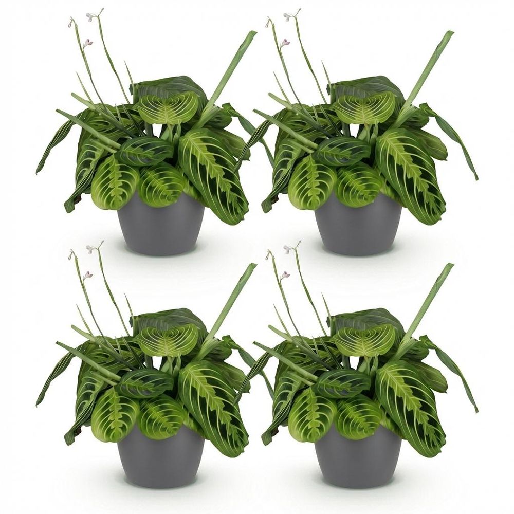 Maranta fascinator lemon lime - pet-friendly - plante de prière - pot de 12cm - hauteur 25-35cm