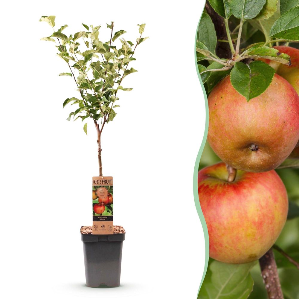 Pommier 'elstar' - pot 21 cm - hauteur 90 cm - plante d'extérieur