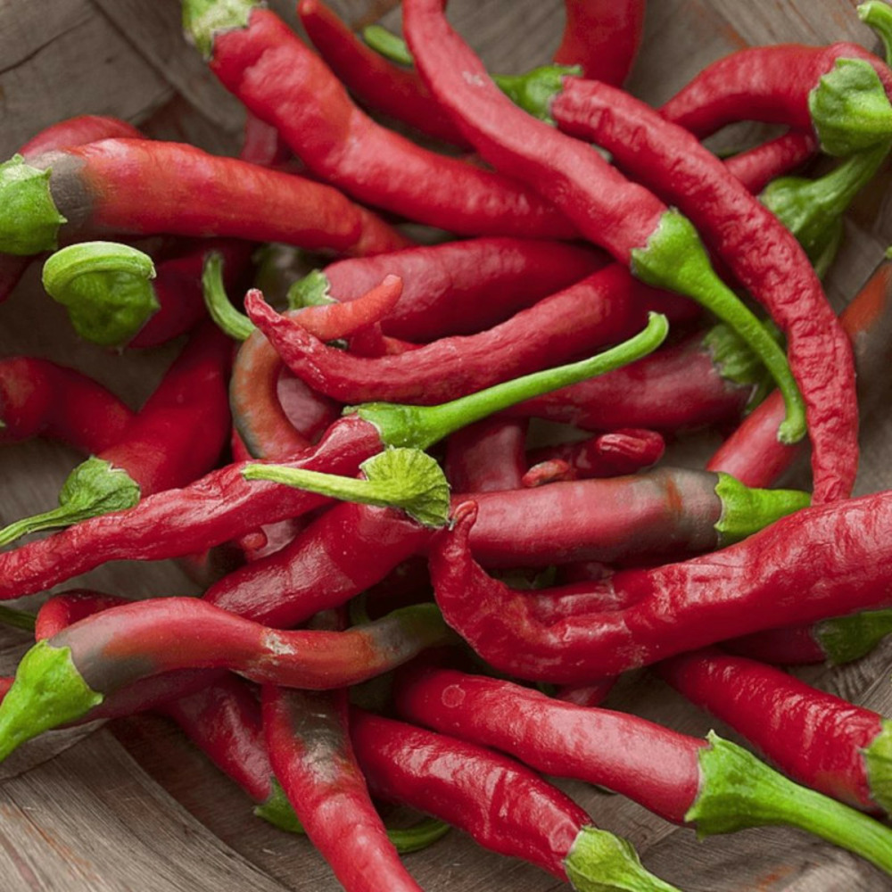 Plant de piment de thailande godet