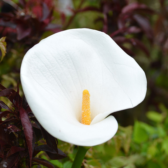 Arum d'éthiopie godet de 8/9 cm