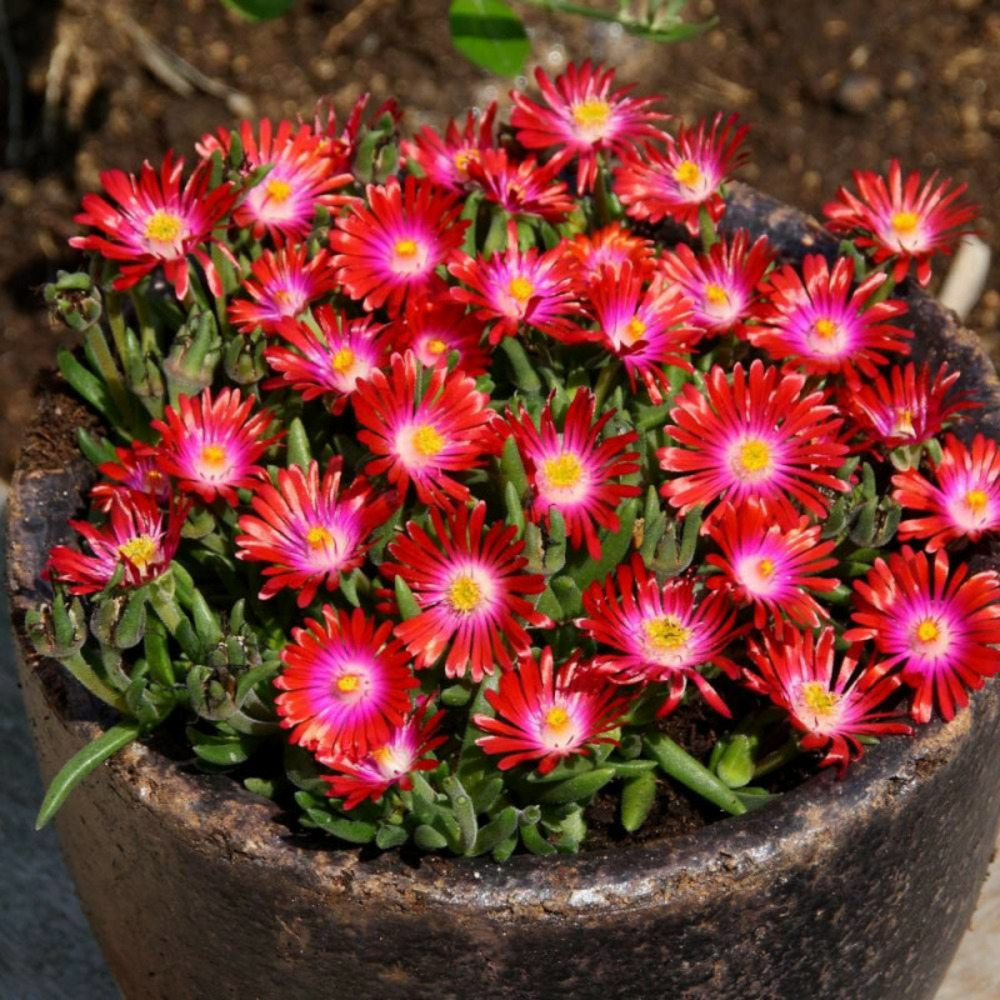 Delosperma jewel of desert garnet® godet - 5/20 cm