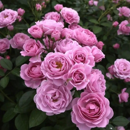 Rosier nautica violet floribunda - racines nues