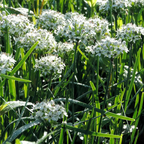 Ciboule de chine cliffs of dover® lot de 5 godets