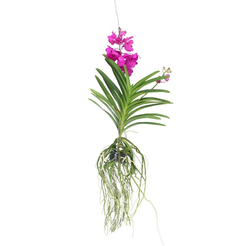 Orchidée - vanda 'tayanee cerise' - hauteur 55-65cm