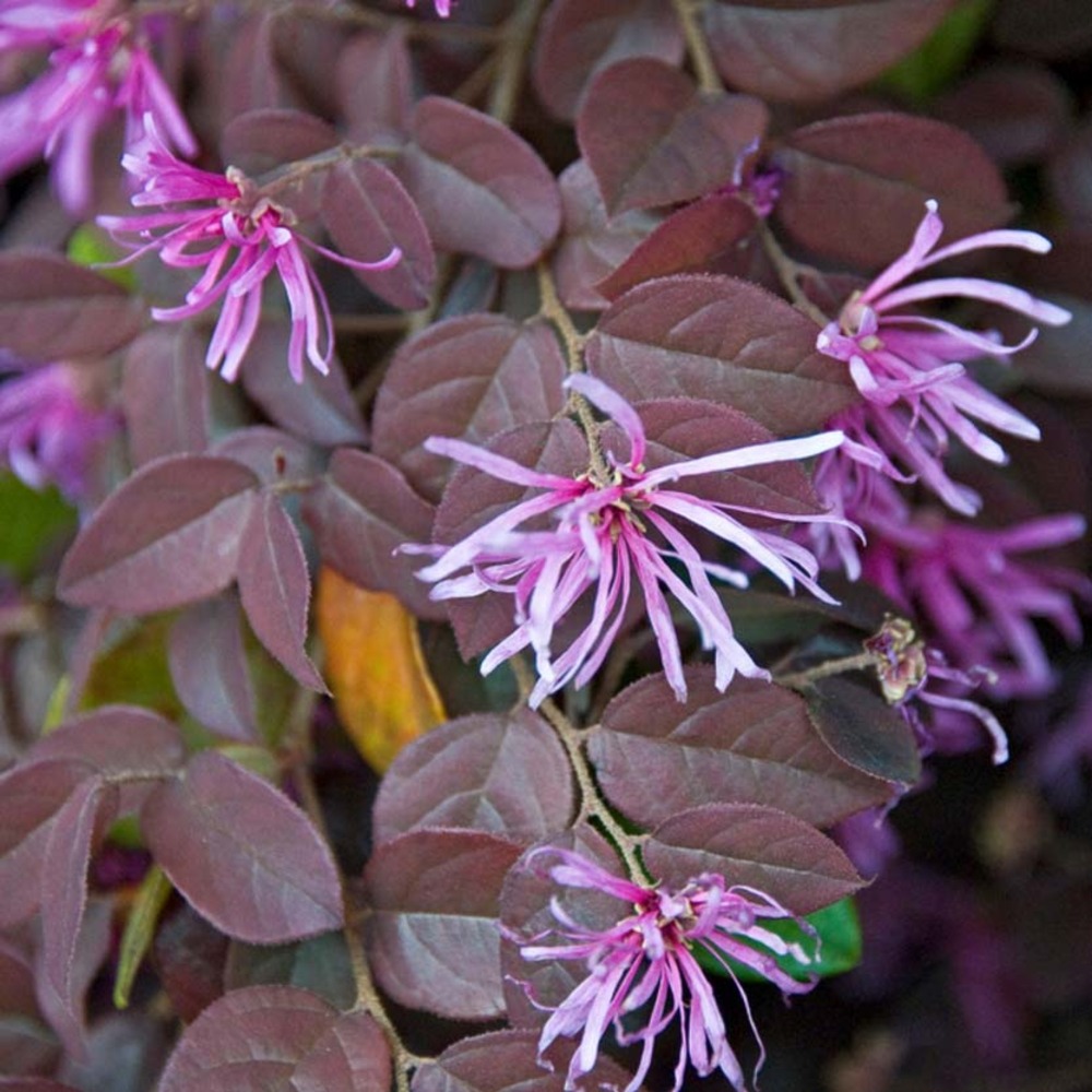 Loropetalum 'pipas red' pot de 2l/3l