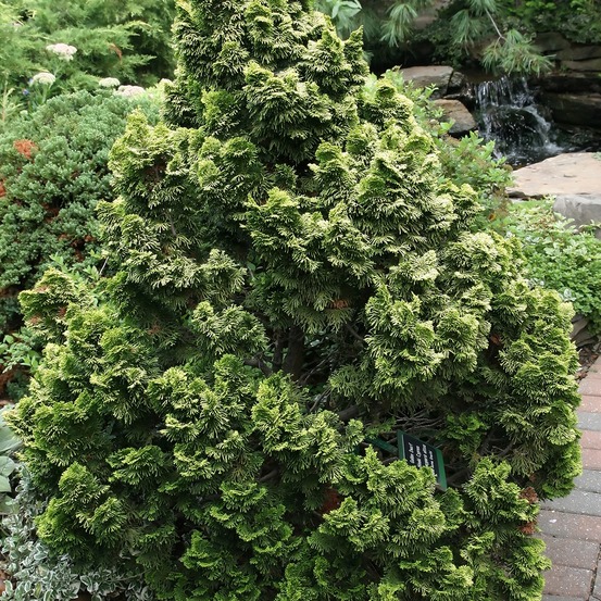Cyprès hinoki du japon 'nana aurea' pot de 7,5l/10l, tige