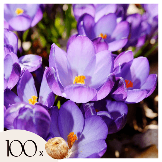 Fleur printanière - set de 100 - crocus 'ruby giant' - bulbes à fleurs - violet