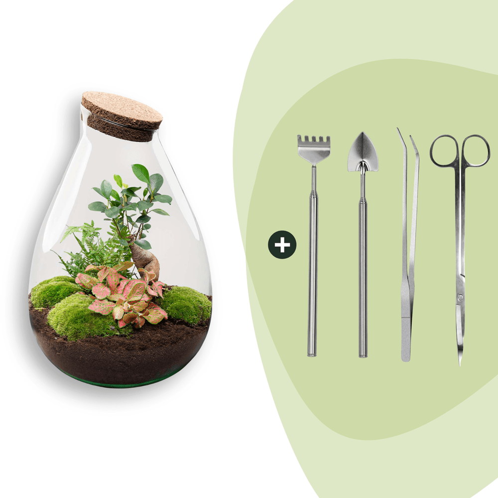 Lot de 3 - terrarium en kit bonsaï + 4 outils - h37 cm - ø37 cm - plantes d'intérieur