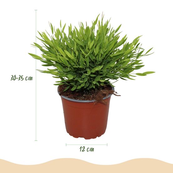 Lot de 4 - bamusa pogonatherum monica - herbe de bambou - h35 cm
