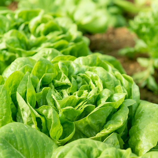 6 plants laitues novappia motte 4 cm