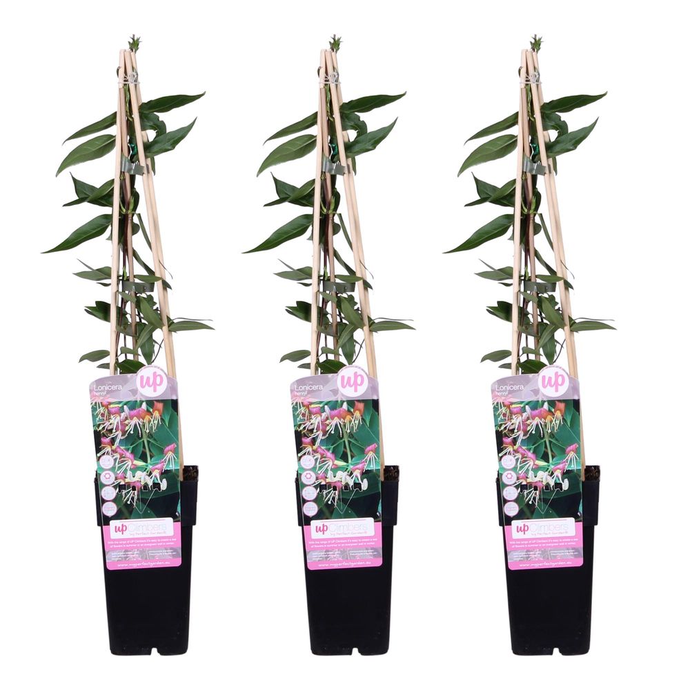 3x - lonicera henryi - h65 cm - ø15 cm - plante d'extérieur