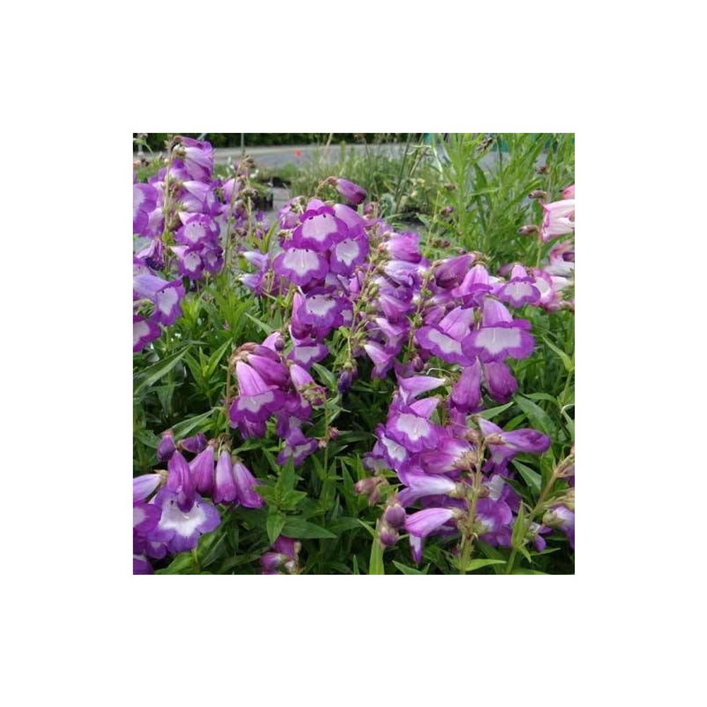 Penstemon pensham czar lot de 3 godets